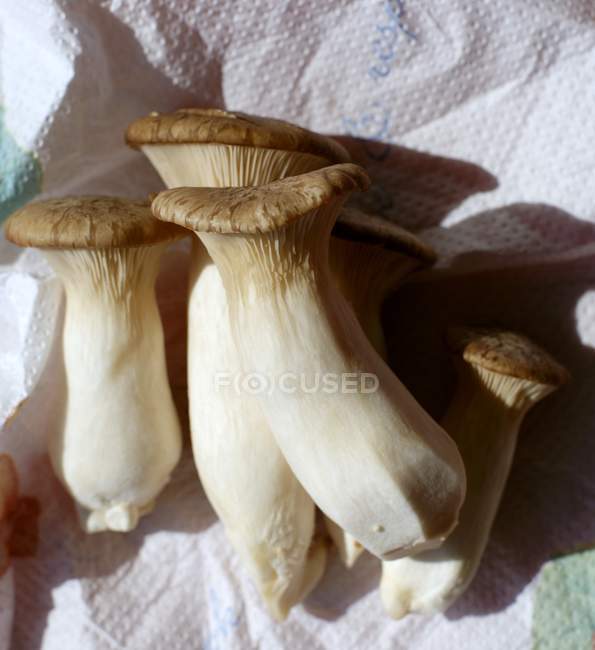 Тайские устричные грибы — стоковое фото