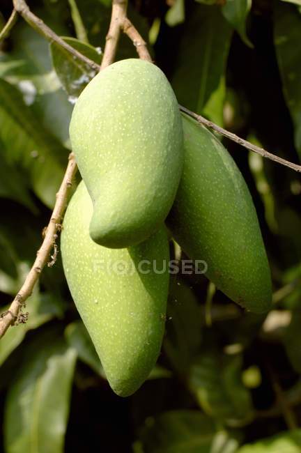 Mangoes hanging on branch — Stock Photo
