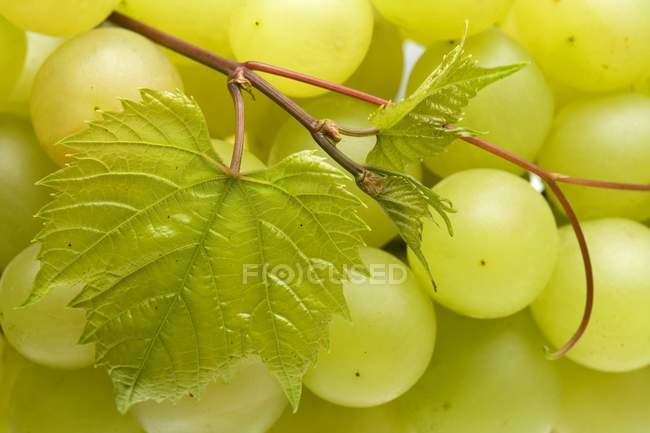 White grapes with leaves — Stock Photo