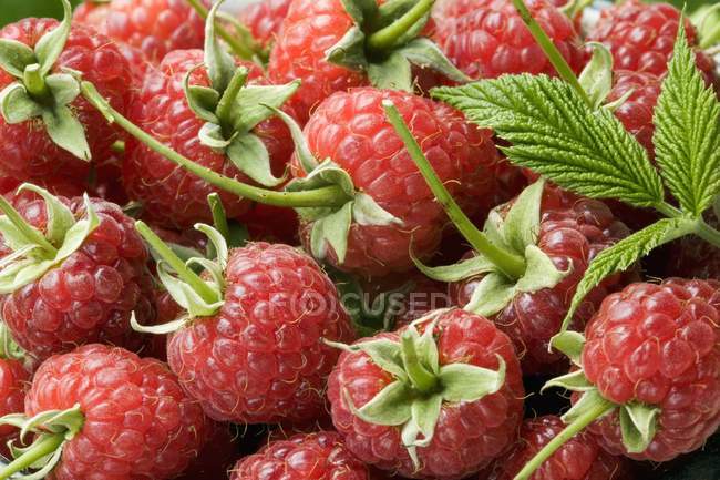Fresh picked raspberries — Stock Photo
