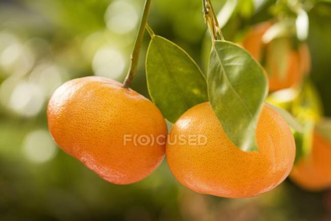Mandarinas maduras en el árbol - foto de stock