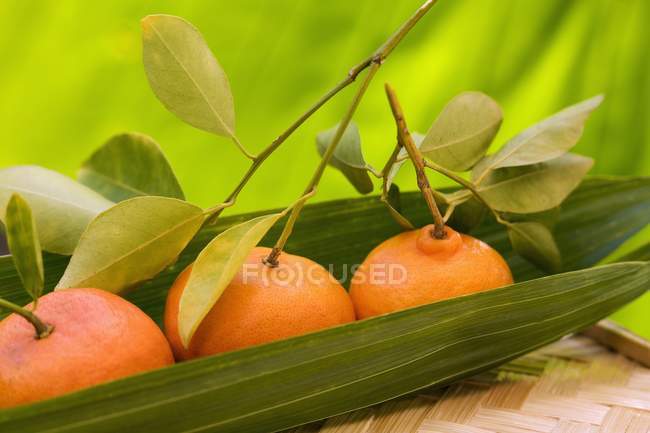 Mandarinas en hojas de palma - foto de stock