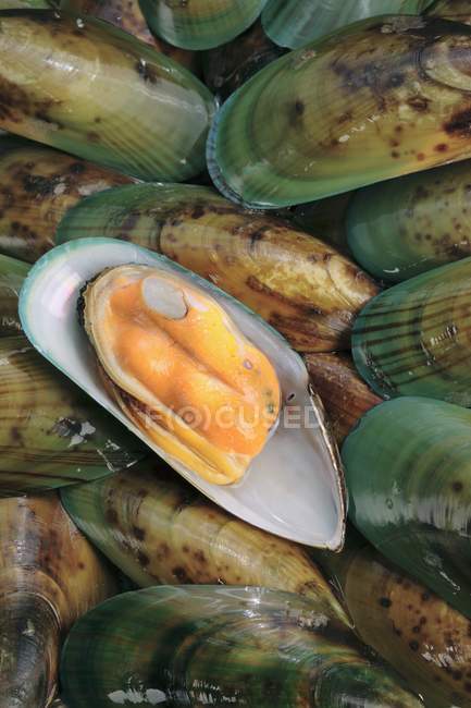 Fresh Green mussels — Stock Photo