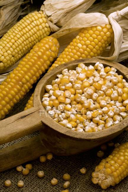 Сушеная кукуруза на початках — стоковое фото