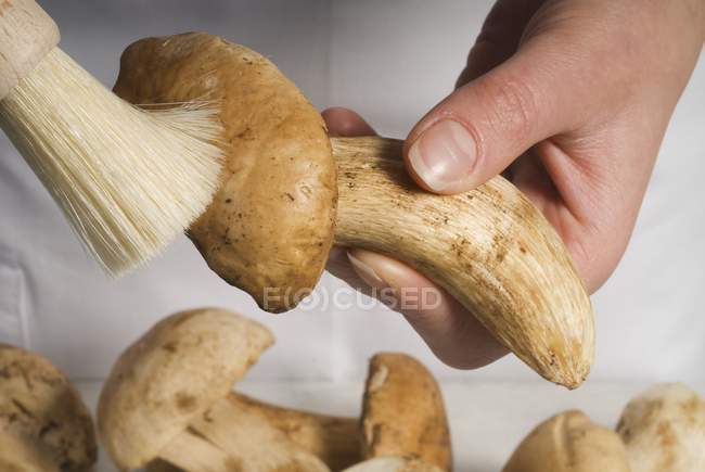 Cleaning ceps with a brush — Stock Photo