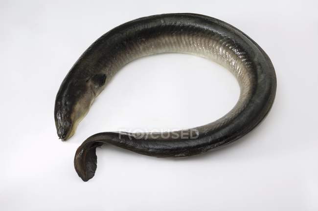 Anguila entera fresca - foto de stock