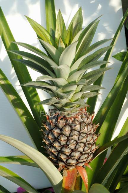Ananaspflanze mit Ananas — Stockfoto
