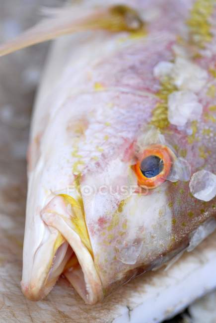 Морський окунь голову після масштабування — стокове фото