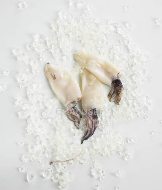 Top view of three squids and crushed ice on white surface — Stock Photo