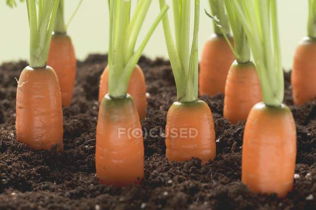 Fresh Ripe Carrots — Stock Photo