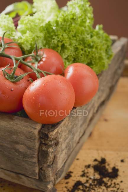 Tomates frescos e alface — Fotografia de Stock