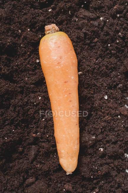 Стиглі Морква свіжа — стокове фото