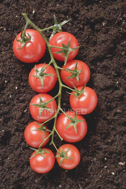 Fresh ripe tomatoes — Stock Photo