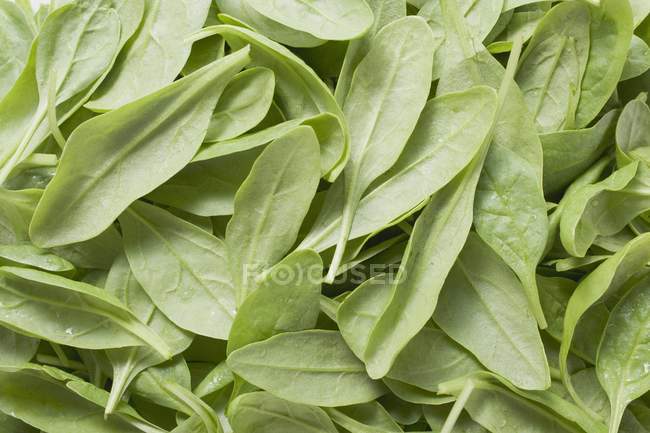 Folhas de espinafre frescas — Fotografia de Stock