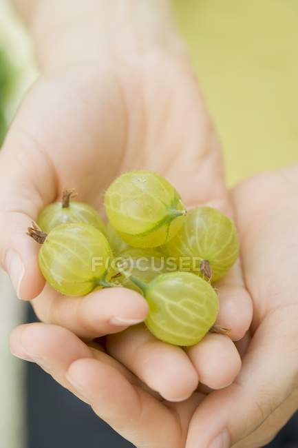 Woman holding fresh gooseberries — Stock Photo