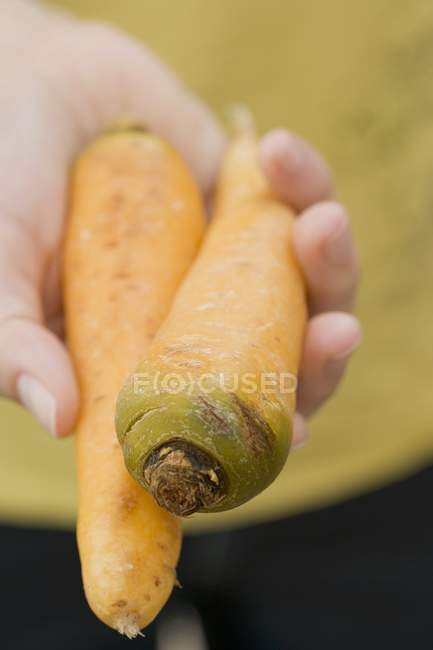 Mão segurando duas cenouras — Fotografia de Stock