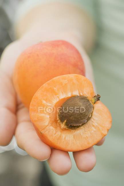 Human hands holding apricot — Stock Photo
