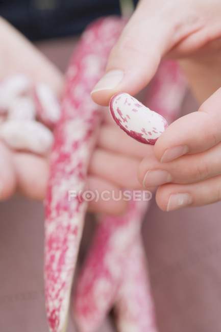 Mãos com casca de feijão borlotti — Fotografia de Stock