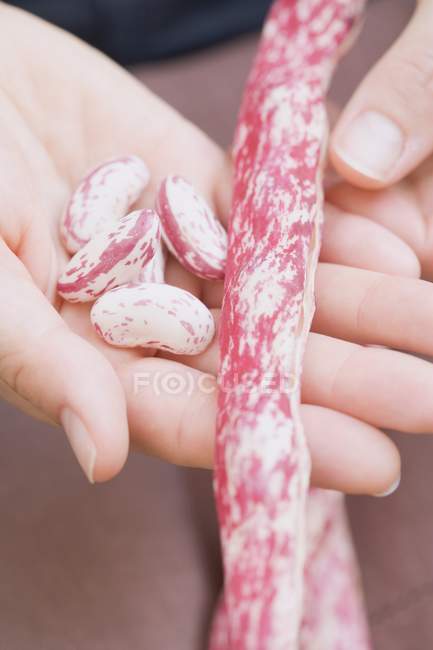 Mani che tengono i fagioli borlotti sgusciati — Foto stock
