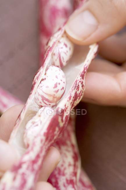 Woman opening pod of Borlotti beans — Stock Photo