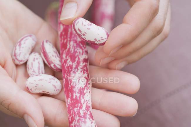 Mains tenant des haricots borlotti décortiqués — Photo de stock