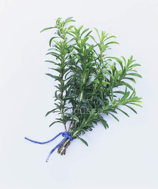 Bunch of rosemary tied with rope — Stock Photo