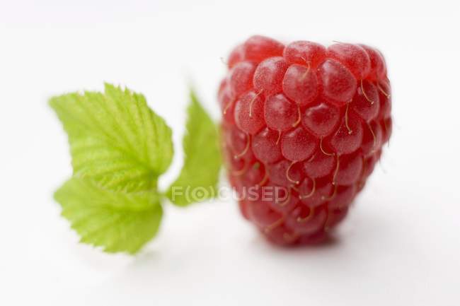 Fresco maduro vermelho Rapsberry — Fotografia de Stock