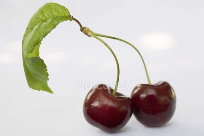 Two cherries with stalk — Stock Photo