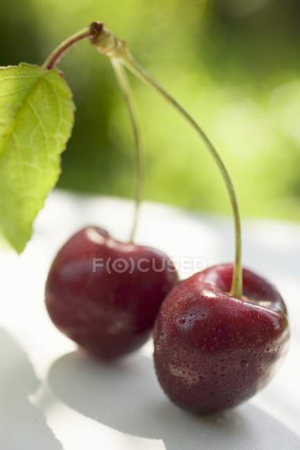 Две вишни со стеблем — стоковое фото