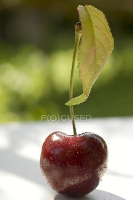 Cherry with stalk and — Stock Photo
