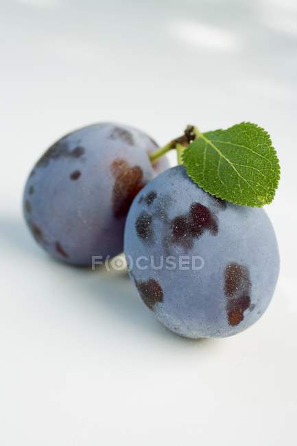 Prunes fraîches cueillies — Photo de stock