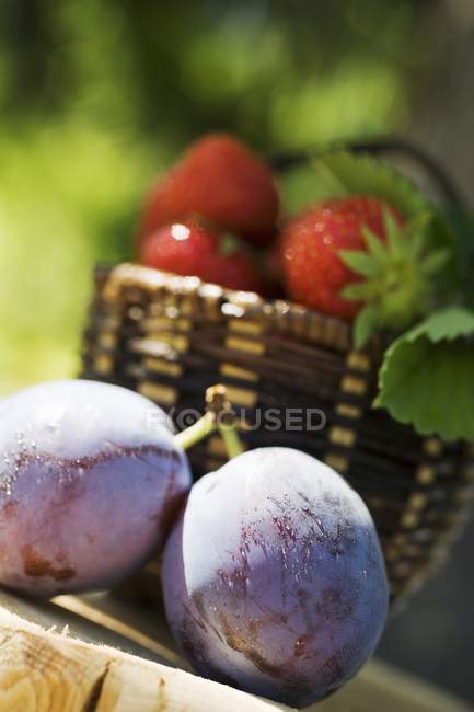 Prugne raccolte fresche — Foto stock