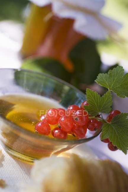 Honey in bowl and raw redcurrants — Stock Photo