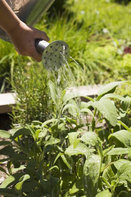 Cropped daytime view of hand watering herbs with watering can — Stock Photo