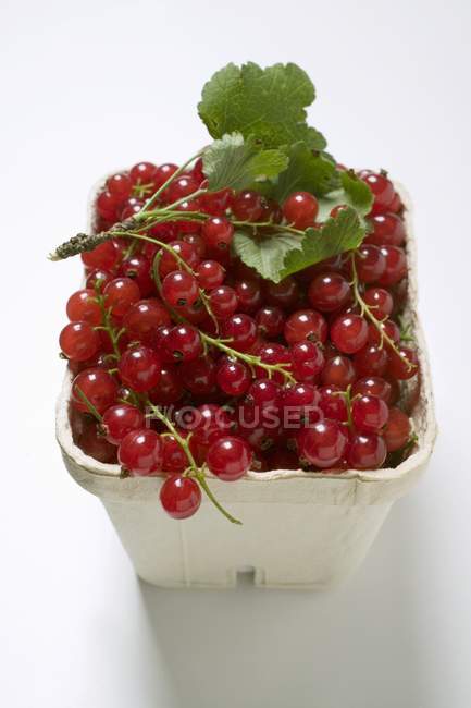 Fresh picked redcurrants — Stock Photo