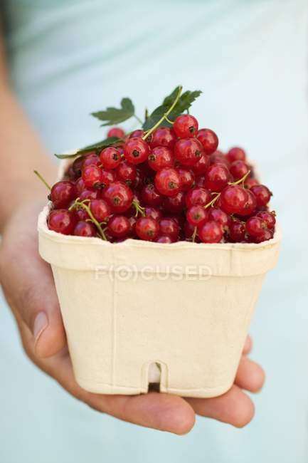 Male hand holding redcurrants in container — Stock Photo