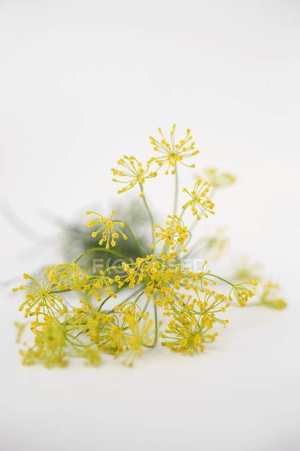 Fleurs d'aneth fraîches — Photo de stock