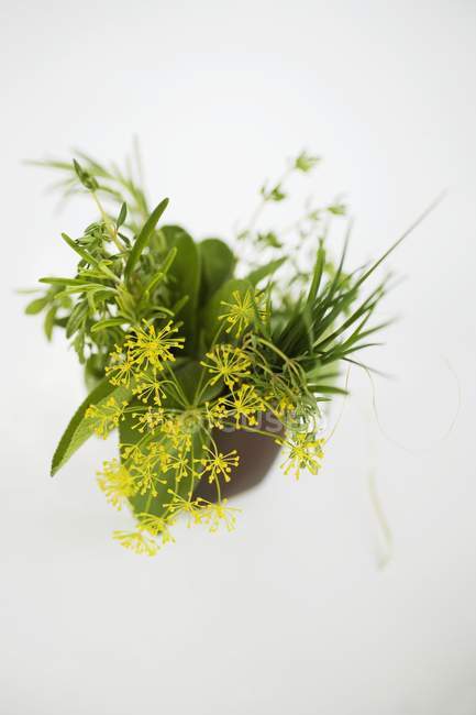 Mazzo di erbe con fiori di aneto — Foto stock