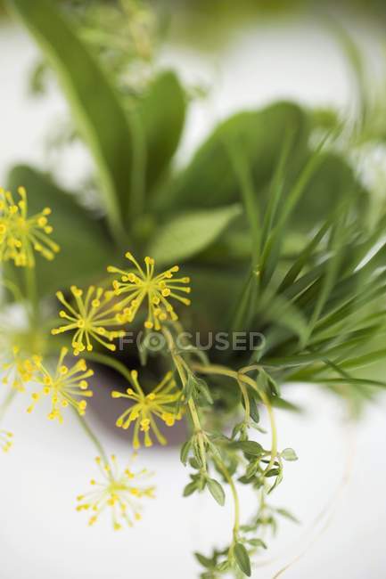 Mazzo di erbe con fiori di aneto — Foto stock
