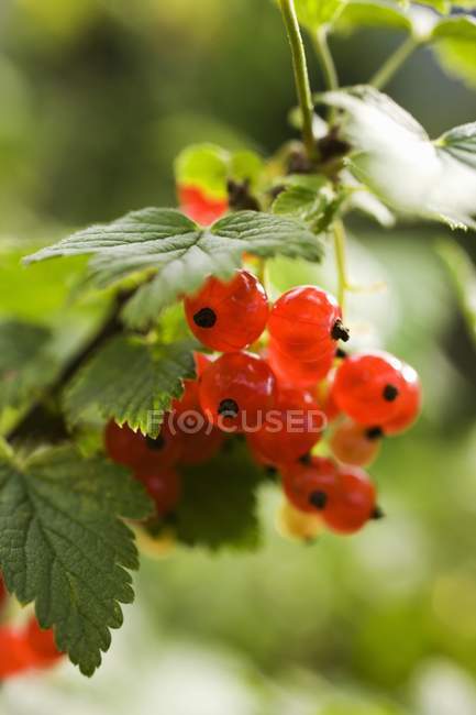 Fresh ripe redcurrants — Stock Photo