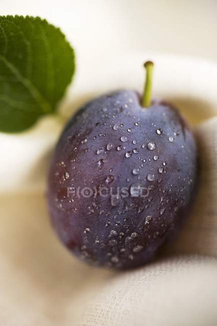 Prune fraîche avec gouttes d'eau — Photo de stock