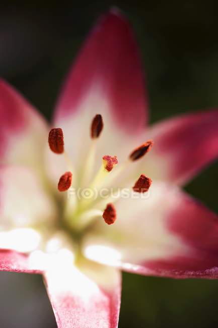 Вид крупным планом на красный и белый цветок лилии — стоковое фото