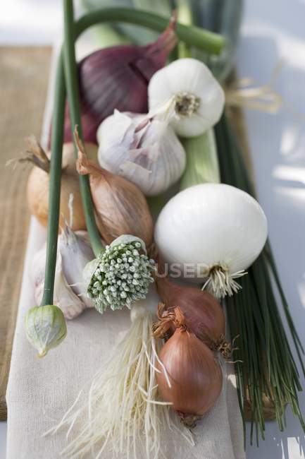 Ciboulette et ail ciboulette — Photo de stock