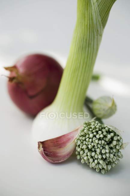 Garlic chives and spring onion — Stock Photo