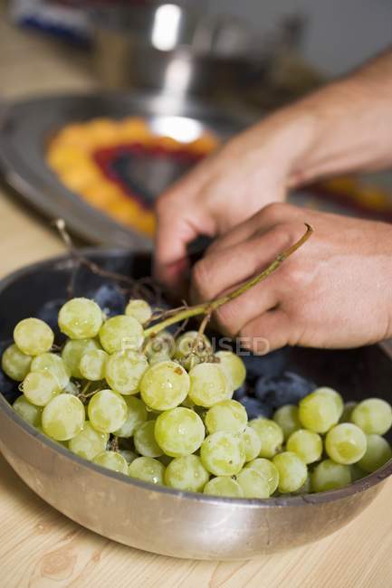 Manos humanas quitando los tallos de uva - foto de stock