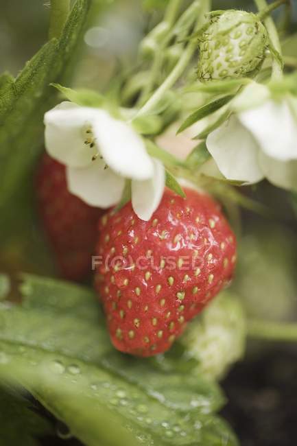 Reife Erdbeeren mit Blütenpracht — Stockfoto