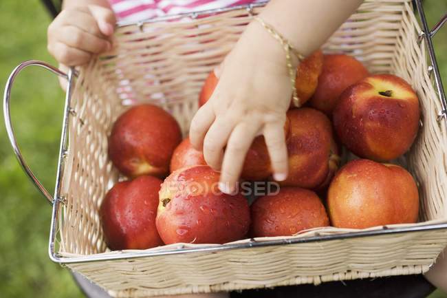 Child holding basket of nectarines — Stock Photo