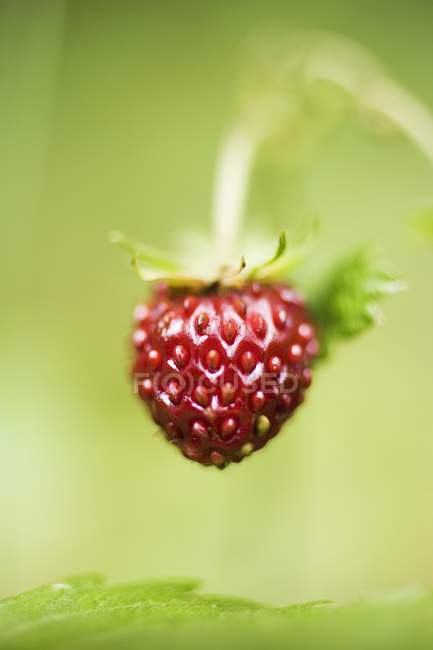 Erdbeere auf der Pflanze — Stockfoto