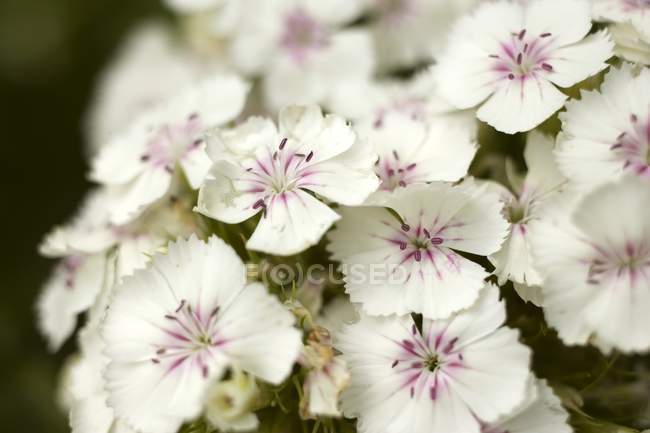 Vista close-up de flores brancas de Sweet Williams — Fotografia de Stock