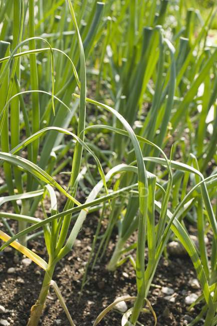Spring onions in the field — Stock Photo